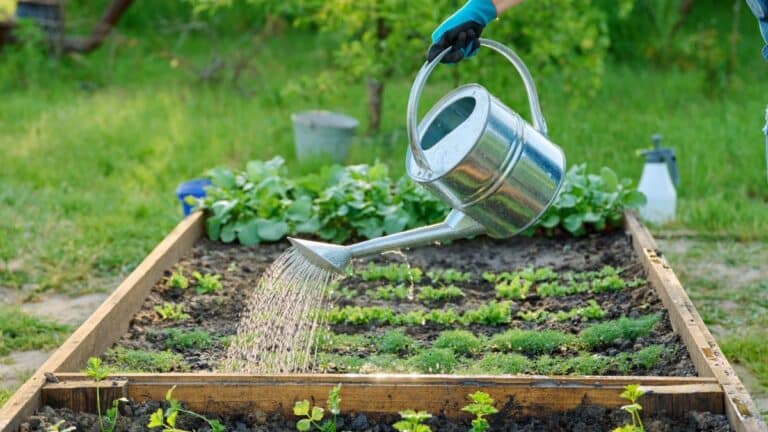 Le bicarbonate de soude est l'allié de votre jardin